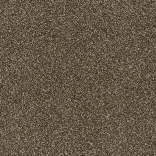 Dreamweaver Carpet Toast Of The Town Urbane Carpet 5315_264