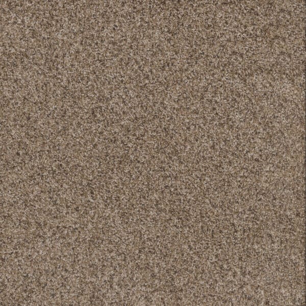 Dreamweaver Carpet Toast Of The Town Briarwood Carpet 5315_503