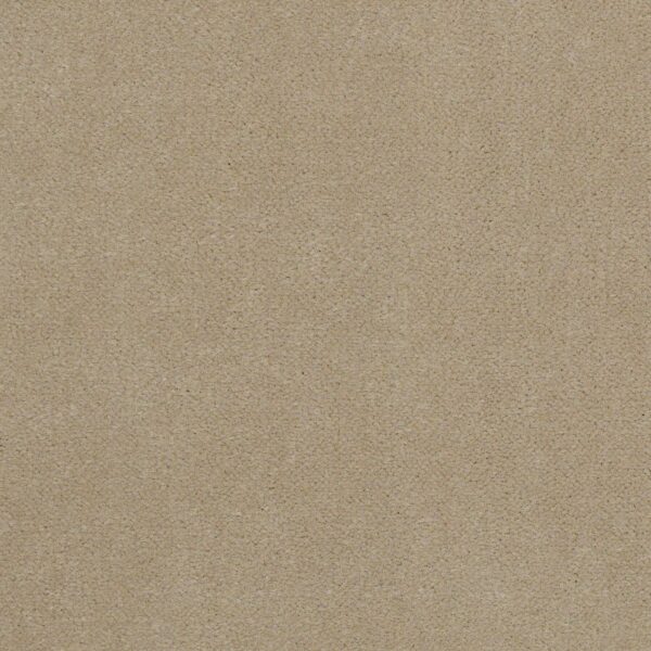 Philadelphia Commercial Carpet Emphatic Ii 36 White Gold 56100_54256