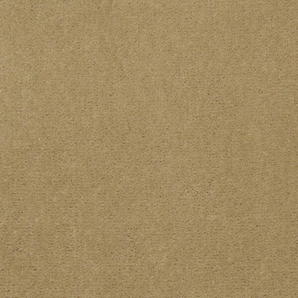 Philadelphia Commercial Carpet Emphatic Ii 36 Honeywheat 56243_54256