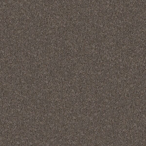Shaw Floors Carpet Yes You Can I 15' Cafe Noir 00706_5E571