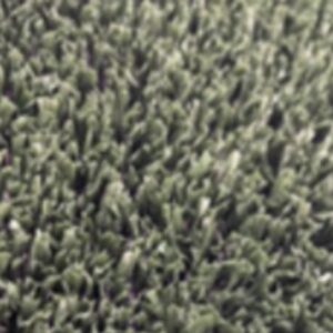 Value Carpets Grass Special Ivy