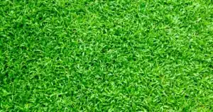 Pros and Cons of Artificial grass